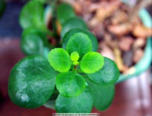 落地生根叶子发黄怎么办 落地生根叶子发黄这么处理就好了