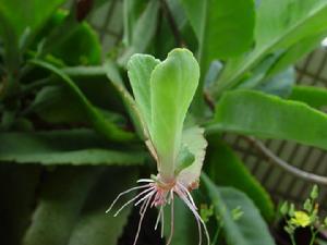 落地生根叶子发黄怎么办 落地生根叶子发黄这么处理就好了