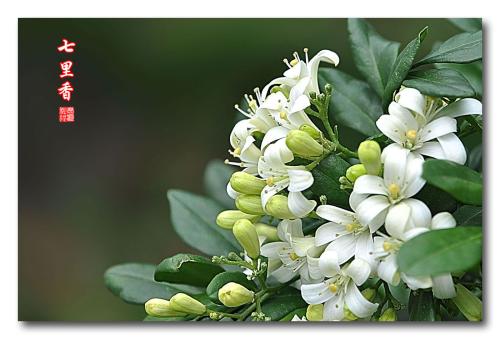 ��������ô��ˮ�������� ��ô�������㽽ˮѧ������