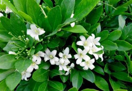 ��������ôʩ�ʷ������� ��ô��������ʩ����֪����