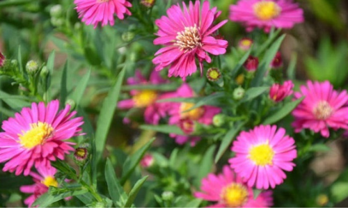 荷兰菊有毒吗能在室内养吗?家养荷兰菊有这些功效与作用哦