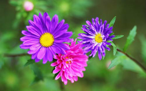 荷兰菊有毒吗能在室内养吗?家养荷兰菊有这些功效与作用哦