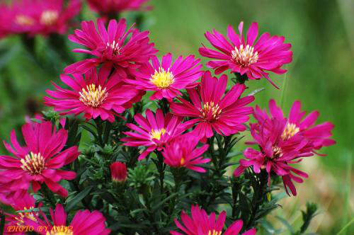 荷兰菊有毒吗能在室内养吗?家养荷兰菊有这些功效与作用哦