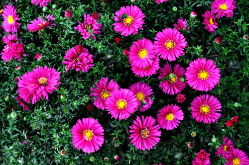 荷兰菊有毒吗能在室内养吗?家养荷兰菊有这些功效与作用哦