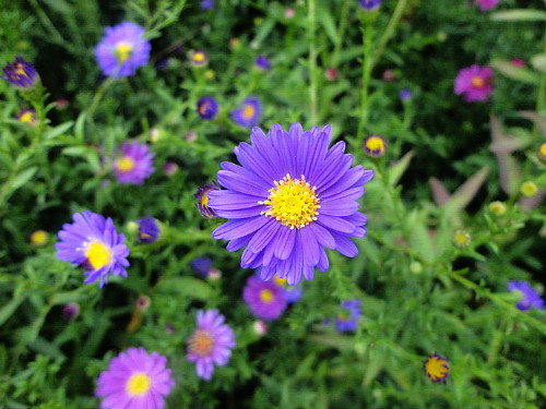 荷兰菊有毒吗能在室内养吗?家养荷兰菊有这些功效与作用哦