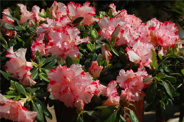 ������＾������������ ����һ��Ҫע�������