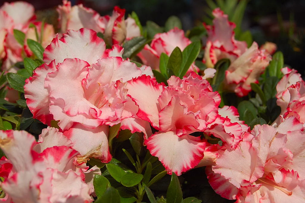 �����������ô��ֳ ��ʵֻҪ���������оͿ��Ի�������