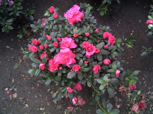 �����������ô��ֳ ��ʵֻҪ���������оͿ��Ի�������