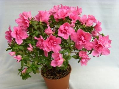 �����������ô��ֳ ��ʵֻҪ���������оͿ��Ի�������