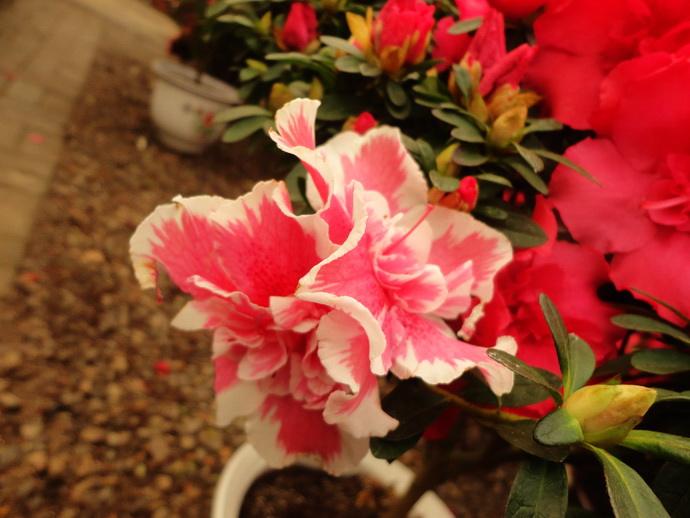 žͶž ʵѧĵͲɵɵֲ