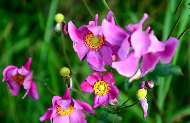 ĵĻʹ˵ʲô  ĵԭĴ˵