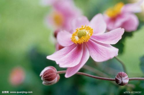 ĵĻʹ˵ʲô  ĵԭĴ˵