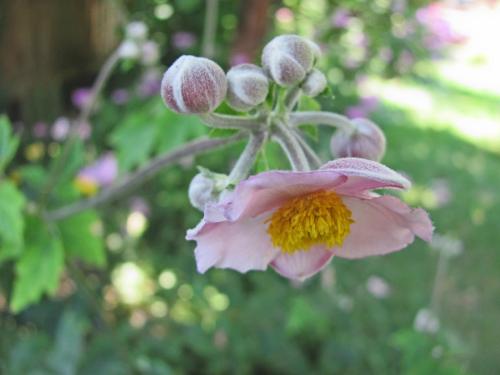 ĵĻʹ˵ʲô  ĵԭĴ˵