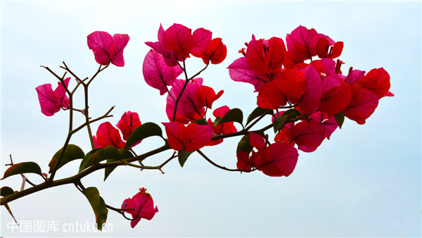 三角梅扦插如何生根快 原来是我们没有掌握正确的扦插方法