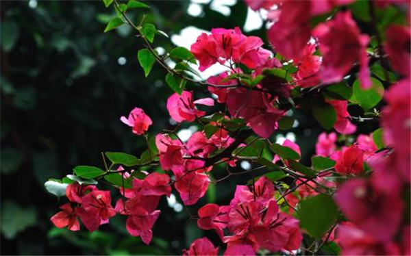 三角梅扦插如何生根快 原来是我们没有掌握正确的扦插方法