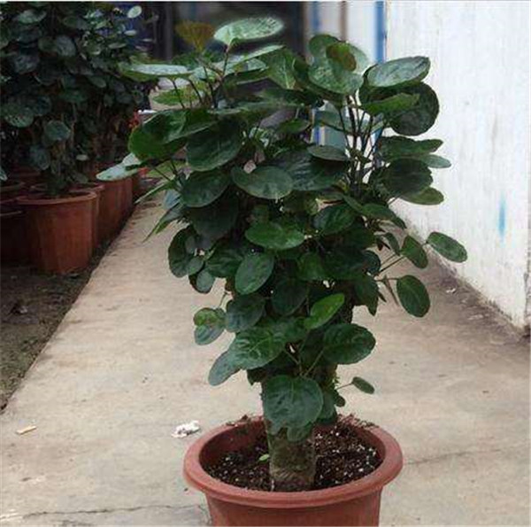 ��Ǯ��Ҷ�ӷ�����ô�� ��ʵ����������������Ϳ�����