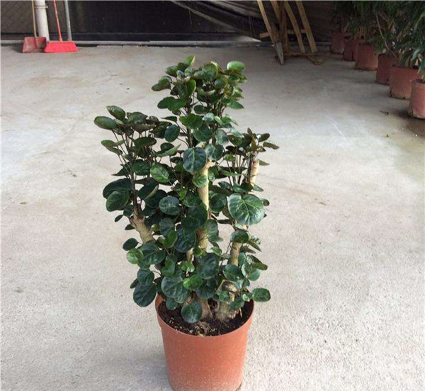 ��Ǯ��Ҷ�ӷ�����ô�� ��ʵ����������������Ϳ�����