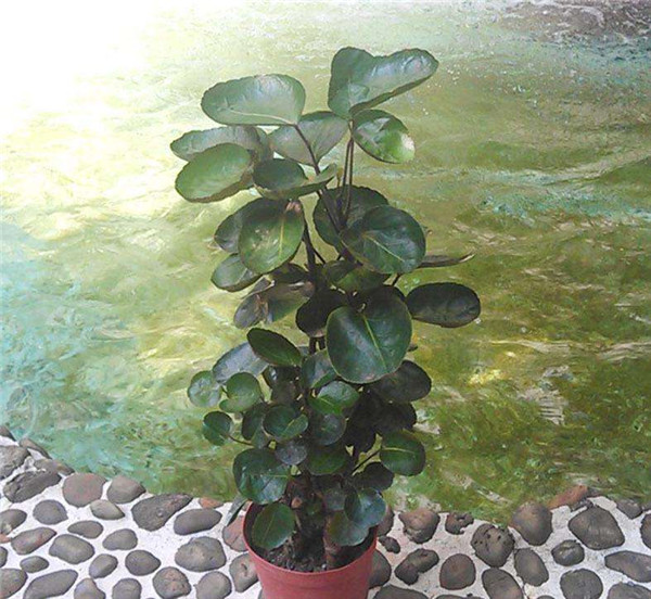 ��Ǯ��Ҷ�ӷ�����ô�� ��ʵ����������������Ϳ�����