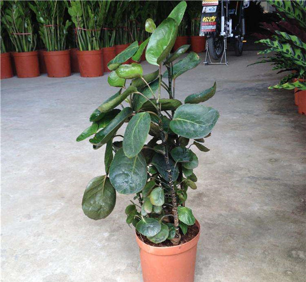 ��Ǯ��Ҷ�ӷ�����ô�� ��ʵ����������������Ϳ�����