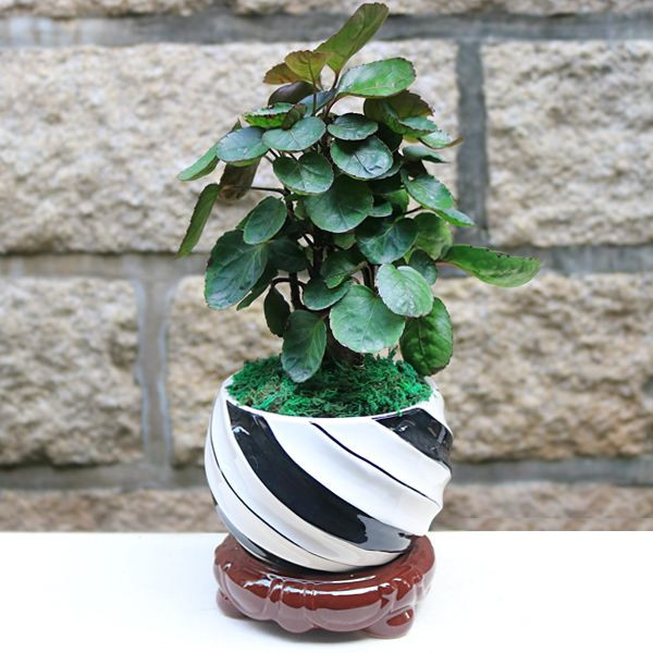 ��Ǯ��Ҷ�ӷ�����ô�� ��ʵ����������������Ϳ�����