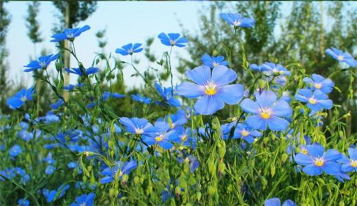 Ļʹ˵ʲô ԭ黹Ĵ˵