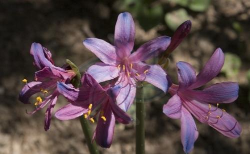 ¹�еķ�ֳ��ʽ��ϸ����   ��ô��¹�з�ֳ��ѧ������