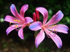 ��������¹�е�������ʲô ԭ����������¹��������ô��Ĳ�ͬ