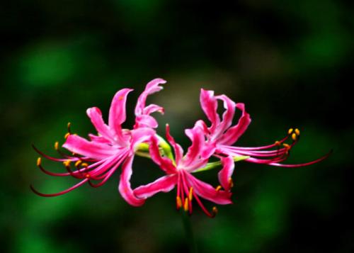 ��������¹�е�������ʲô ԭ����������¹��������ô��Ĳ�ͬ