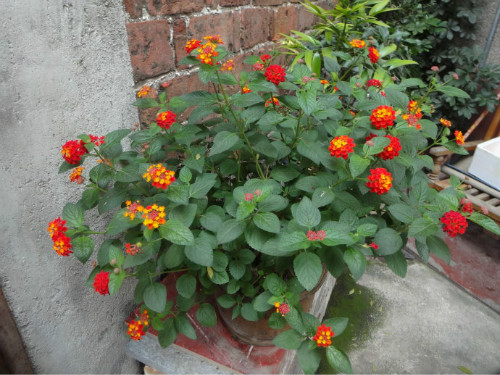 五色梅什么时候扦插 五色梅扦插繁殖方法看这里