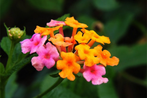 ��ɫ÷ʲôʱ��Ǥ�� ��ɫ÷Ǥ�己ֳ����������