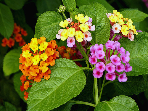 ��ɫ÷ʲôʱ��Ǥ�� ��ɫ÷Ǥ�己ֳ����������