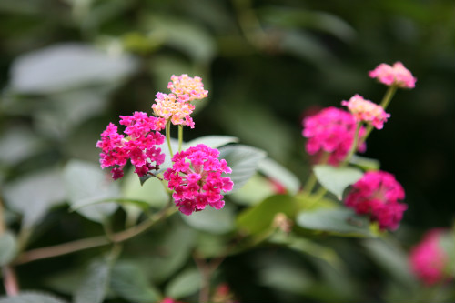 ��ɫ÷ʲôʱ��Ǥ�� ��ɫ÷Ǥ�己ֳ����������