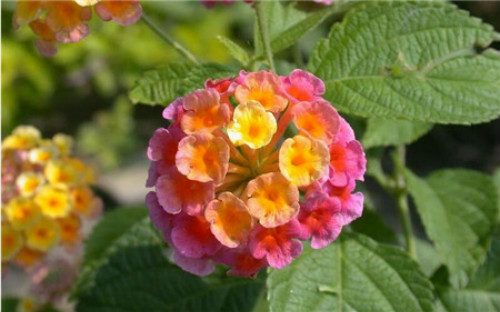 ��ɫ÷ʲôʱ��Ǥ�� ��ɫ÷Ǥ�己ֳ����������