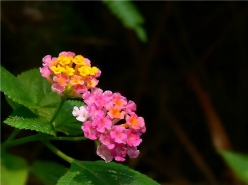 ��ɫ÷�ж�����Լ����� ������ɫ÷��Ҫע����Щ����Ŷ