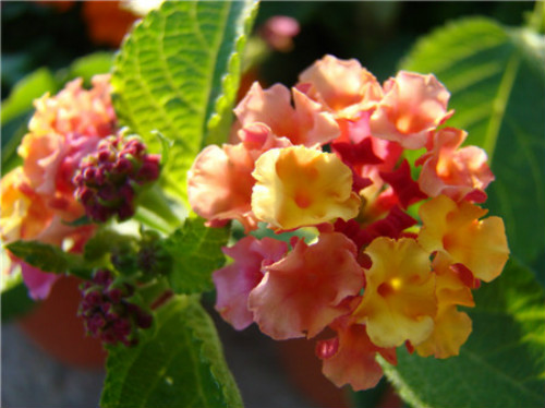 ��ɫ÷�ж�����Լ����� ������ɫ÷��Ҫע����Щ����Ŷ