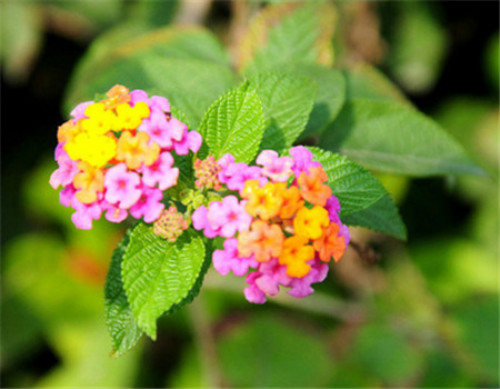 ��ɫ÷�ж�����Լ����� ������ɫ÷��Ҫע����Щ����Ŷ