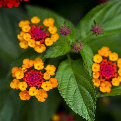 ��ɫ÷�ж�����Լ����� ������ɫ÷��Ҫע����Щ����Ŷ