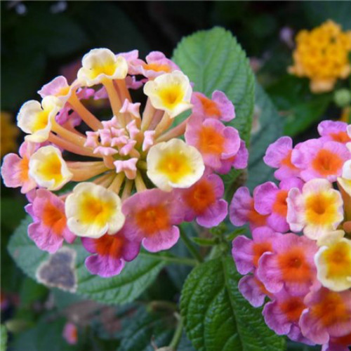 ��ɫ÷�ж�����Լ����� ������ɫ÷��Ҫע����Щ����Ŷ