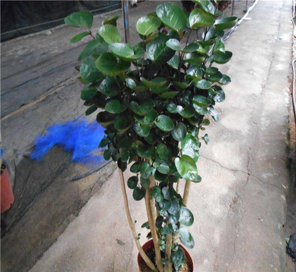 金钱兜好养吗 这里有金钱兜的养殖方法和注意事项