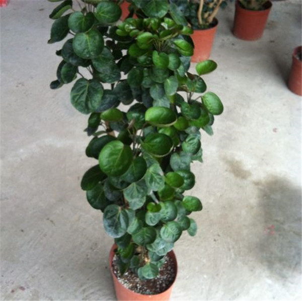 金钱兜好养吗 这里有金钱兜的养殖方法和注意事项