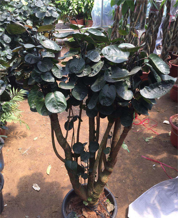 金钱兜好养吗 这里有金钱兜的养殖方法和注意事项