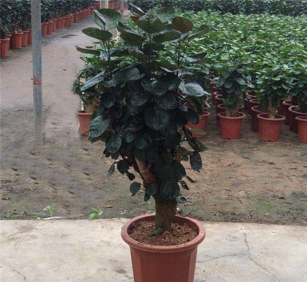 金钱兜好养吗 这里有金钱兜的养殖方法和注意事项