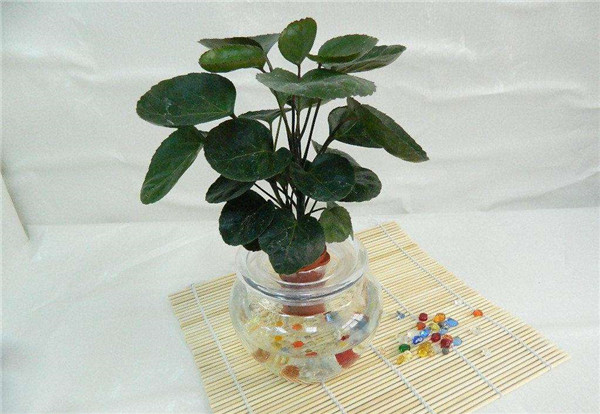 金钱兜好养吗 这里有金钱兜的养殖方法和注意事项