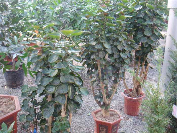 金钱兜好养吗 这里有金钱兜的养殖方法和注意事项