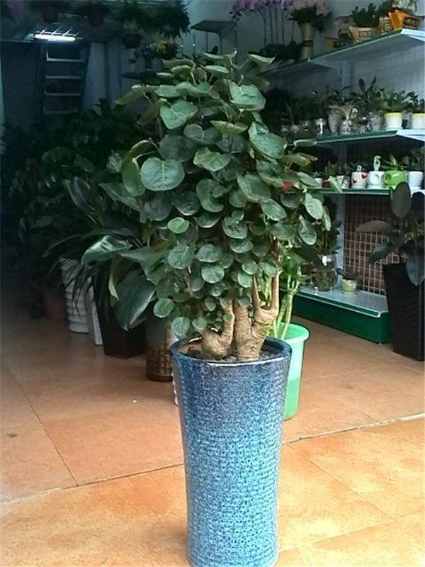 金钱兜怎么繁殖 金钱兜最主要的扦插繁殖方法看这里