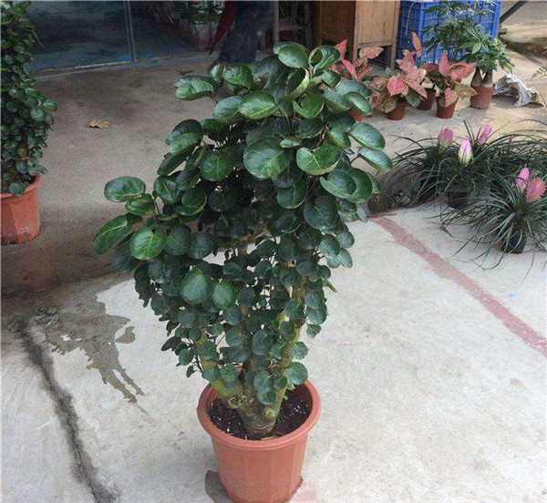 金钱兜怎么繁殖 金钱兜最主要的扦插繁殖方法看这里