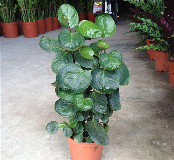 金钱兜怎么繁殖 金钱兜最主要的扦插繁殖方法看这里