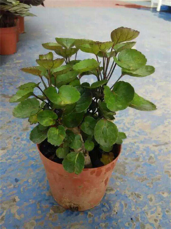 金钱兜怎么过冬 其实只要掌握这五招金钱兜可以安全越冬啦