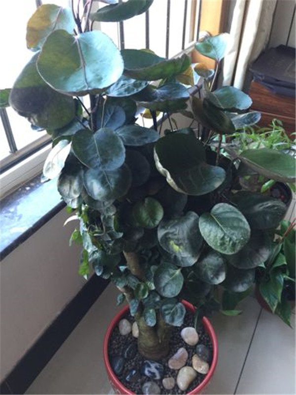 金钱兜怎么过冬 其实只要掌握这五招金钱兜可以安全越冬啦