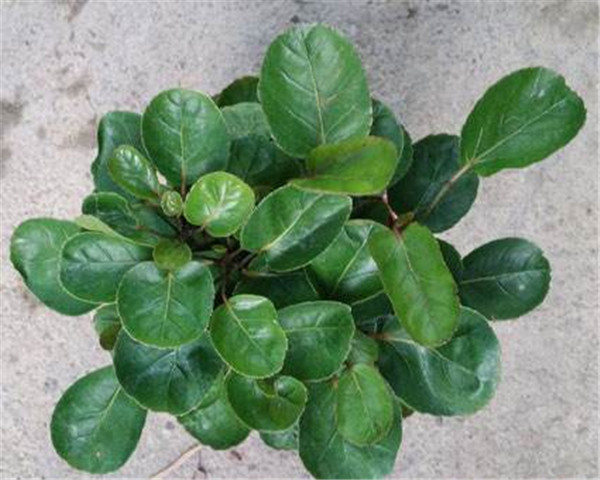 金钱兜怎么过冬 其实只要掌握这五招金钱兜可以安全越冬啦